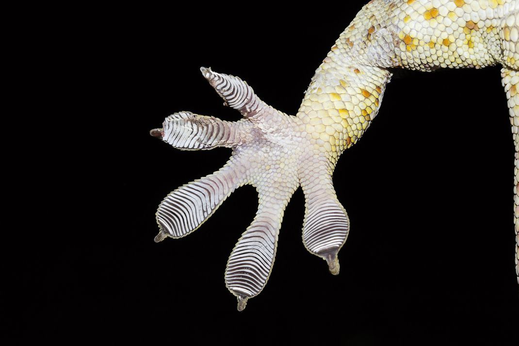 Eine Nahaufnahme eines Gecko-Fußes auf einer Glasscheibe: Die Lamellen mit den Härchen sind zu sehen.