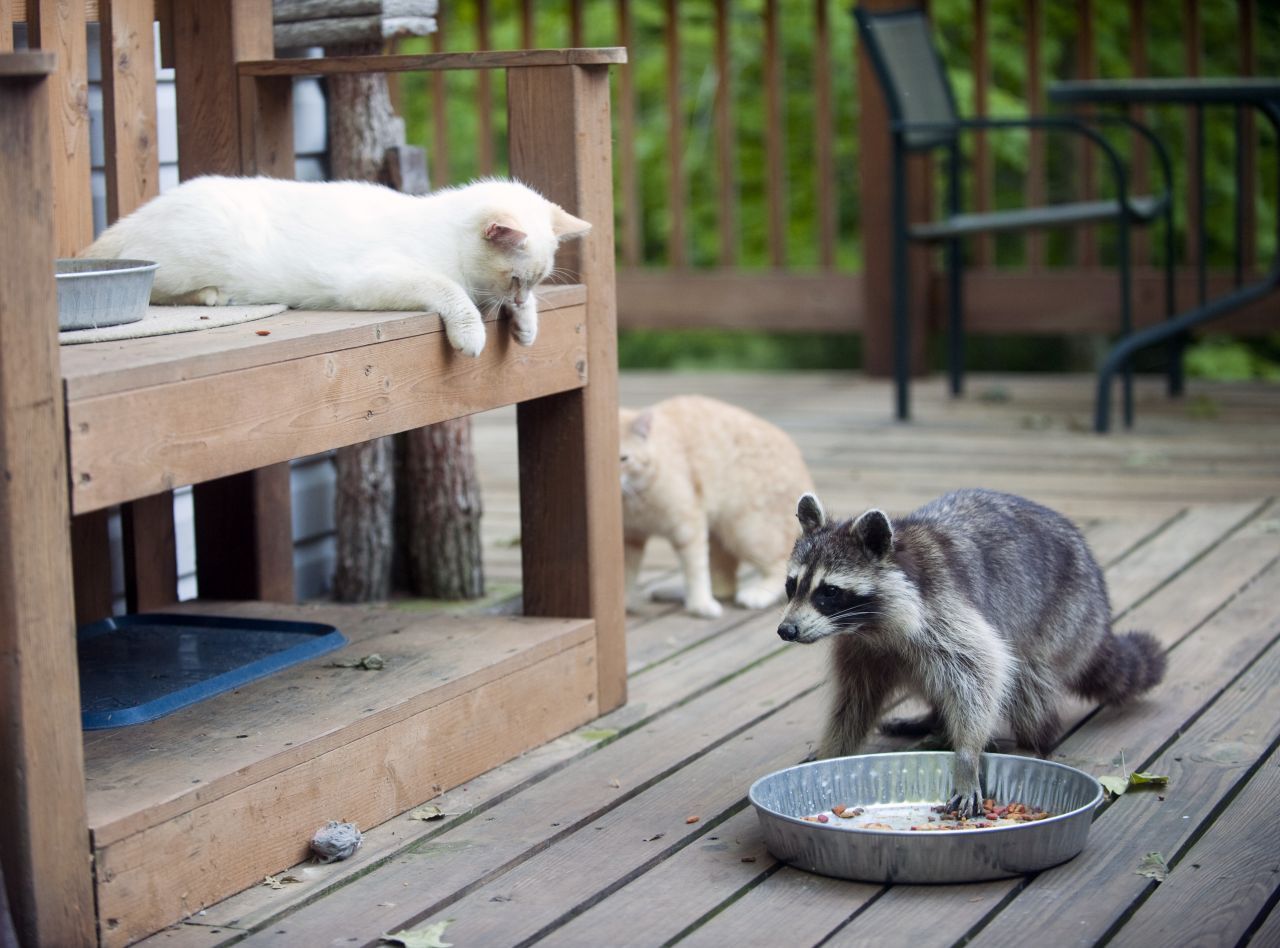 Waschbären werden 40 bis 70 Zentimeter groß und 4 bis 9 Kilogramm schwer - ein Stück größer als Katzen.