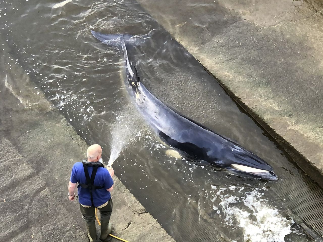 Immer wieder verirren sich Wale in die Themse und schwimmen den Fluss hinauf. Einige konnten gerettet werden, meistens nimmt das stressige Stadtleben aber kein gutes Ende für die sensiblen Meeressäuger. Dieser junge Minkwal verirrte sich offenbar aus dem Nordatlantik über die Nordsee bis nach London. Er strandete mehrmals am Flussufer und musste 2021 schließlich schwer verletzt eingeschläfert werden. Oft macht Unterwasserlärm