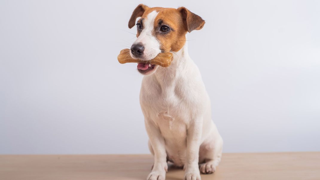 Hundebesitzer:innen sollen besonders darauf achten, welche Kauartikel sie ihren Lieblingen geben.