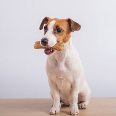 Warnung vor Hundekaustangen