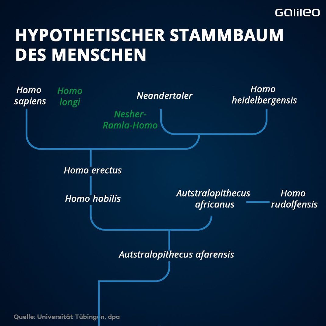 Immer wieder können neue Funde die Linienführung im Stammbaum des Menschen ändern. Doch so kann er wahrscheinlich aussehen.