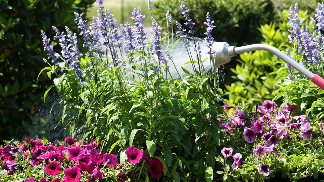 Wir verraten dir die besten Tipps, wie du an heißen Tagen deinen Garten richtig bewässerst!
