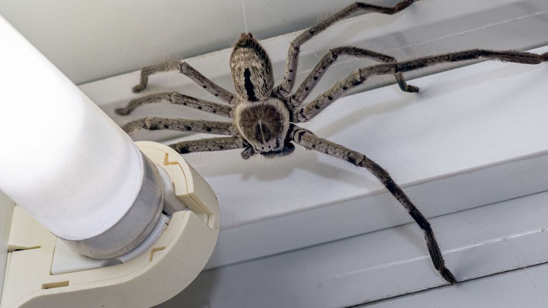 Eine solche Huntsman-Spinne soll eine lange Reise in einem Shein-Paket hinter sich gebracht haben. (Symbolbild)