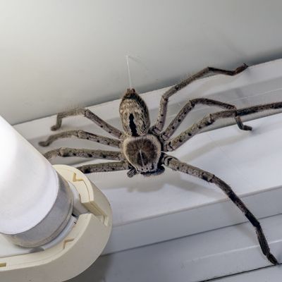 Huntsman-Spinne in Paket entdeckt