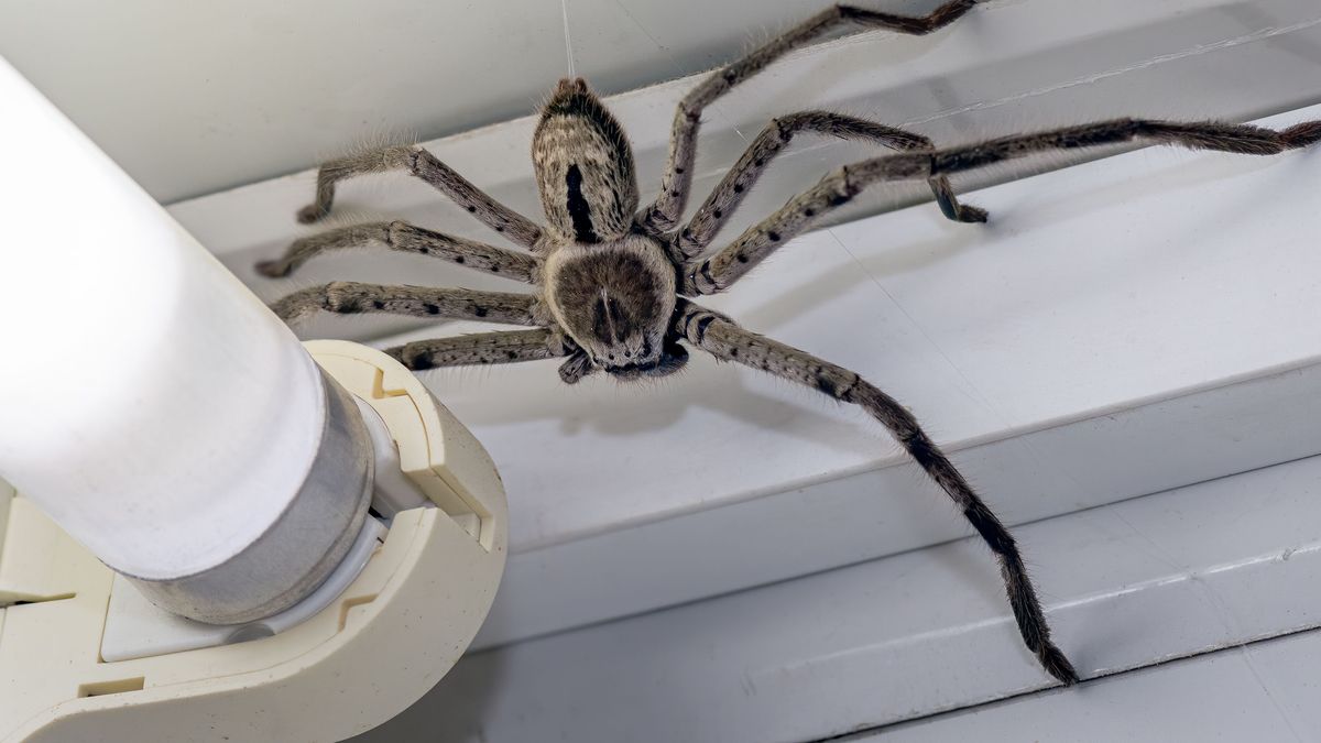 Huntsman-Spinne in Paket entdeckt