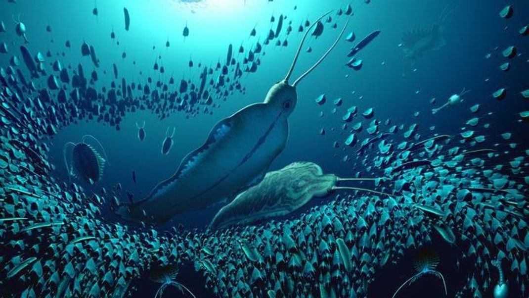 In Grönland wurden mehr als 500 Millionen Jahre alte Fossilien eines bis zu 20 Zentimeter langen Wurms entdeckt. Der "Timorebestia koprii" gehört damit vermutlich zu den größten Tiere seiner Zeit.