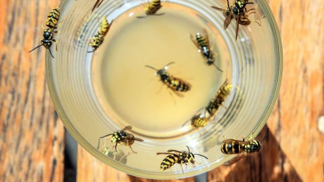 Du sitzt entspannt bei einem Kuchen im Garten und du wirst von Wespen belagert? Dann werden dir diese simplen Hausmittel dabei helfen, die Wespenplage zu stoppen.&nbsp;