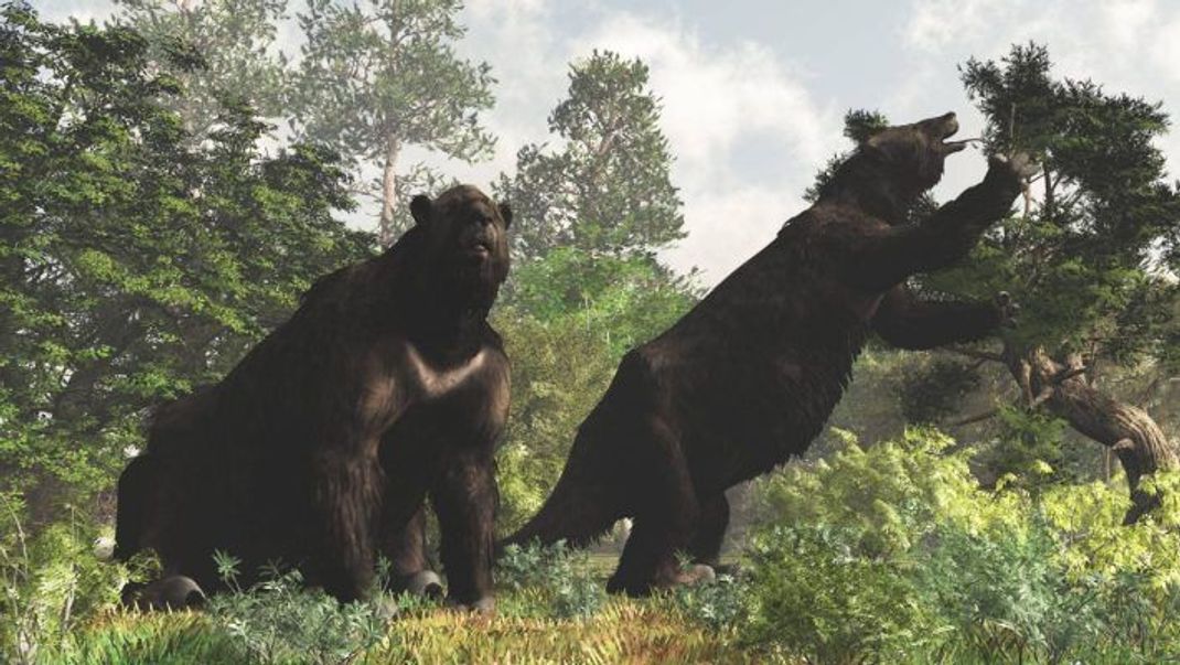 Megatherium americanum: Die Vorfahren der heutigen Zweifinger-Faultiere waren riesig und lebten nicht auf Bäumen.