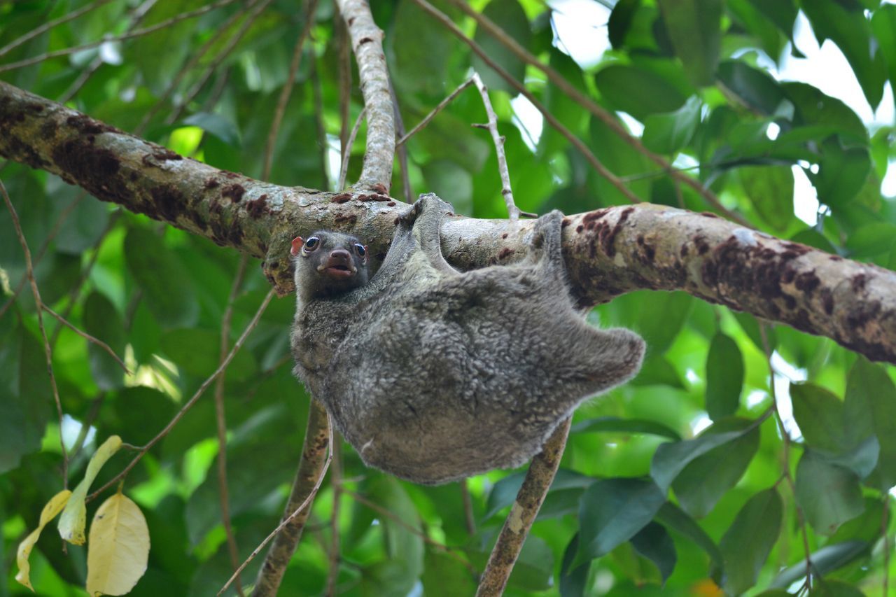 Sieht fast aus wie ein Faultier, ist aber ein Colugo. Tagsüber hängen die nachtaktiven Tiere am Baum oder rollen sich in Baumkronen zusammen, um zu schlafen.