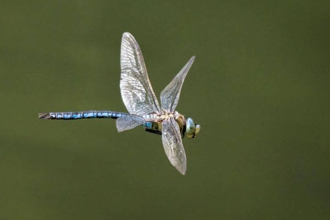 Die Libelle kann ihre Flügel durch viel Muskelkraft unabhängig voneinander bewegen.