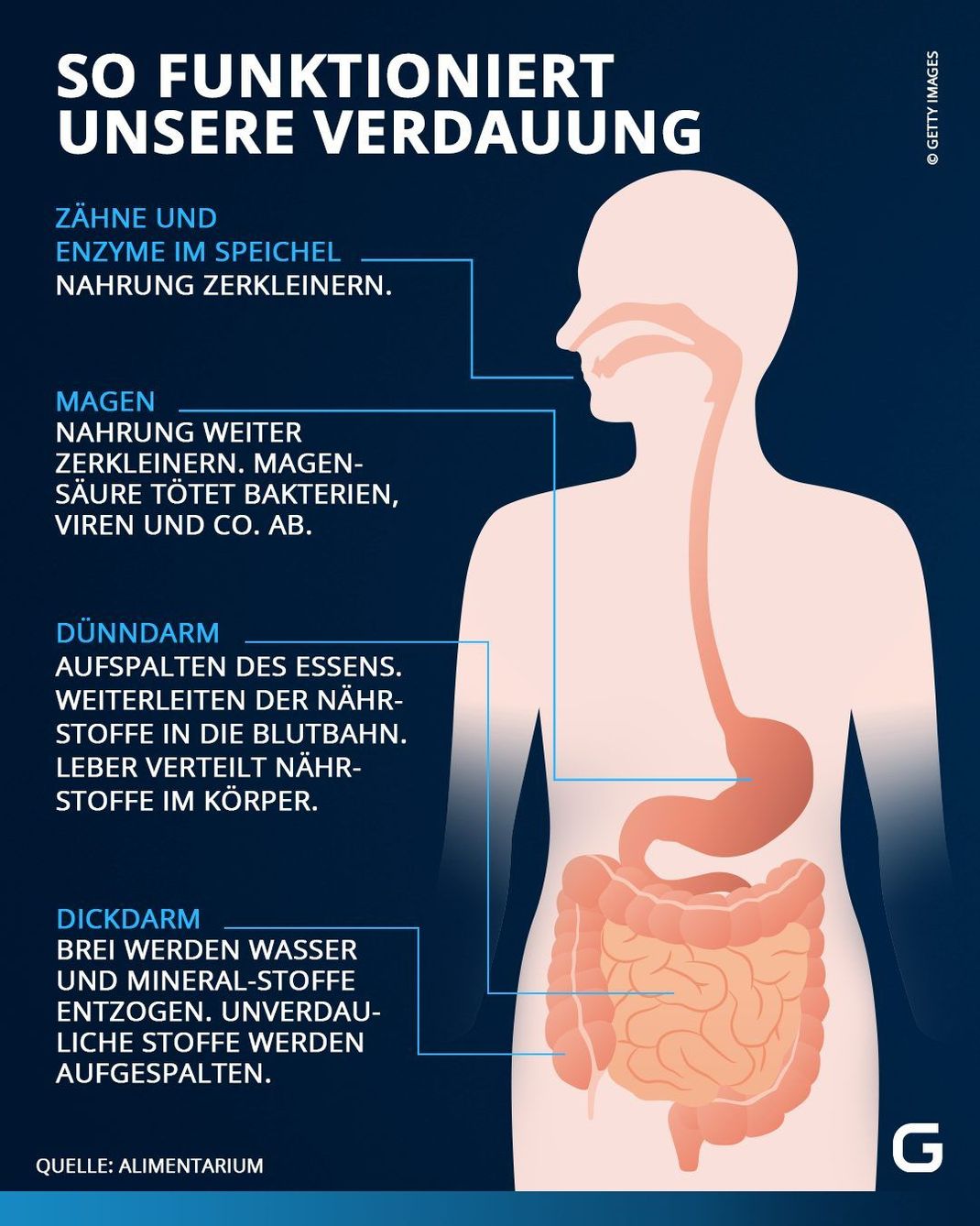 Menschliche Verdauung: So funktioniert sie