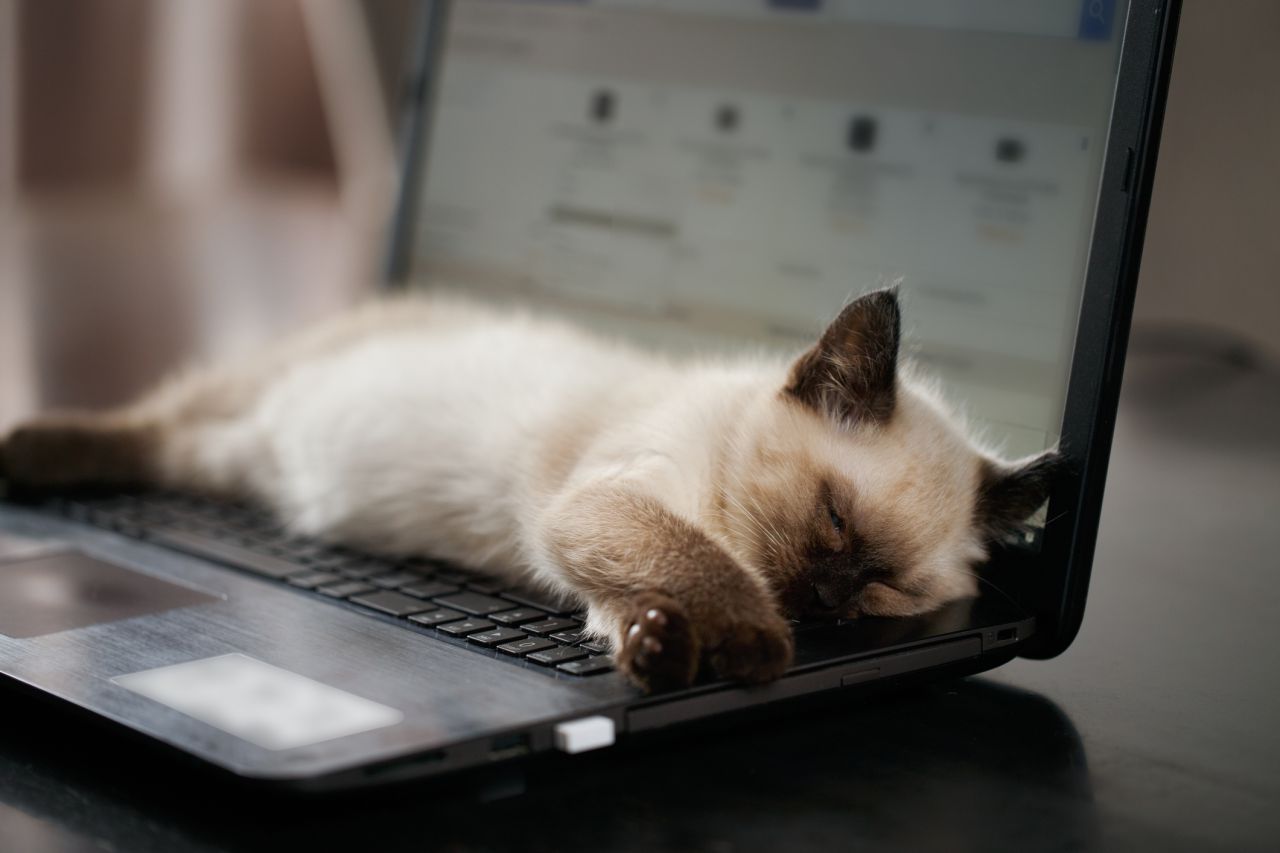 Katzen hingegen fühlen sich von Strahlung angezogen. Sie liegen gerne auf Tastaturen.