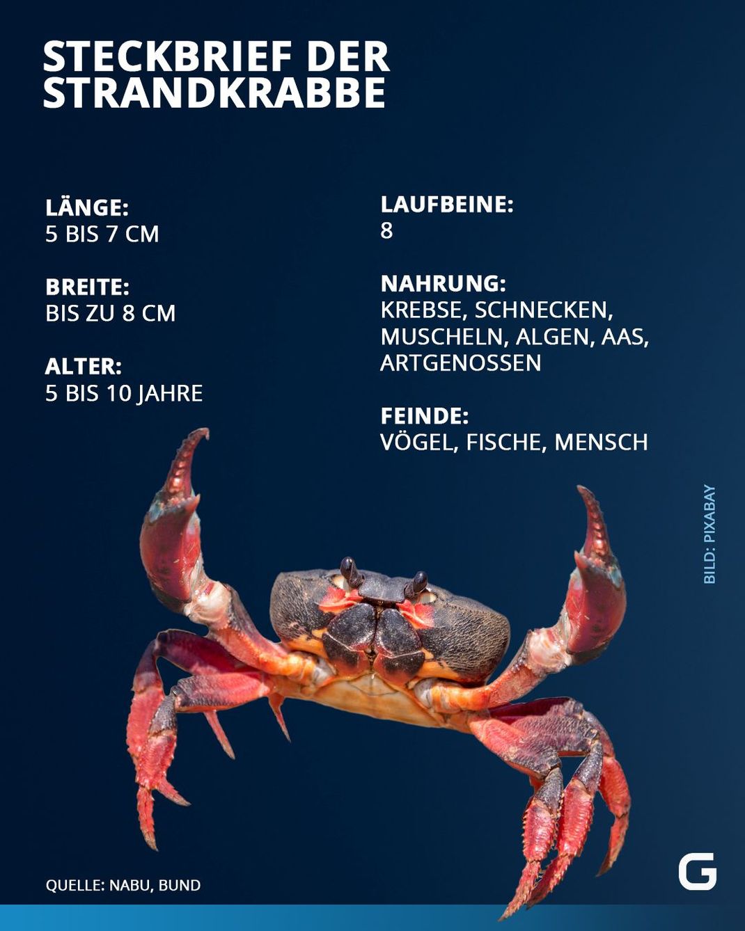 Erfahre die wichtigsten Fakten zur Strandkrabbe im Steckbrief.