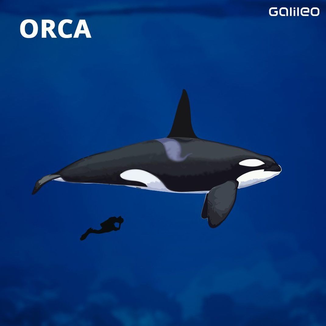 So groß ist ein Orca im Vergleich zum Menschen. 