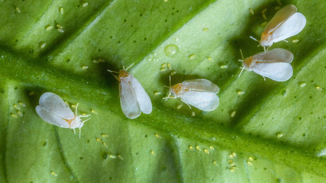 Weiße Fliegen und ihre Eier auf einem Blatt.