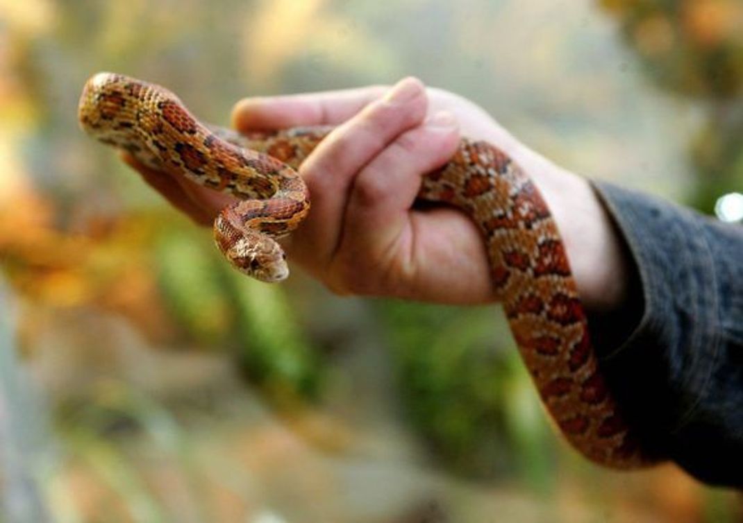 Kornnattern solltest du immer mit der flachen Hand und anliegenden Fingern vorsichtig greifen. Eine Schlange im Terrarium solltest du nicht mit zwei ausgestreckten Fingern oder nur dem Zeigefinger greifen, da sie dich sonst als Feind erkennen könnte.