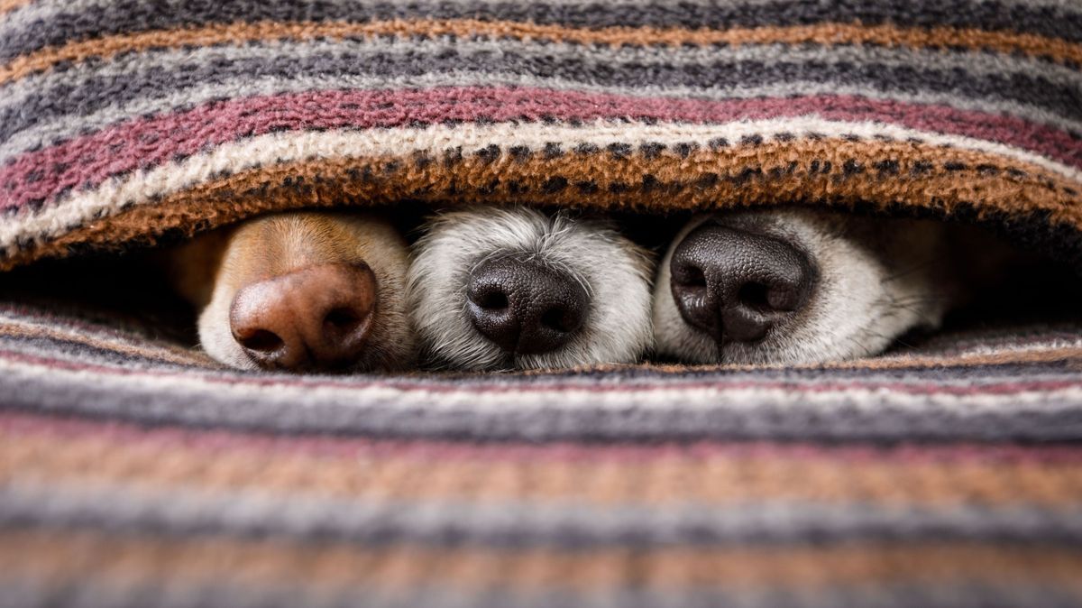 dogs under blanket together