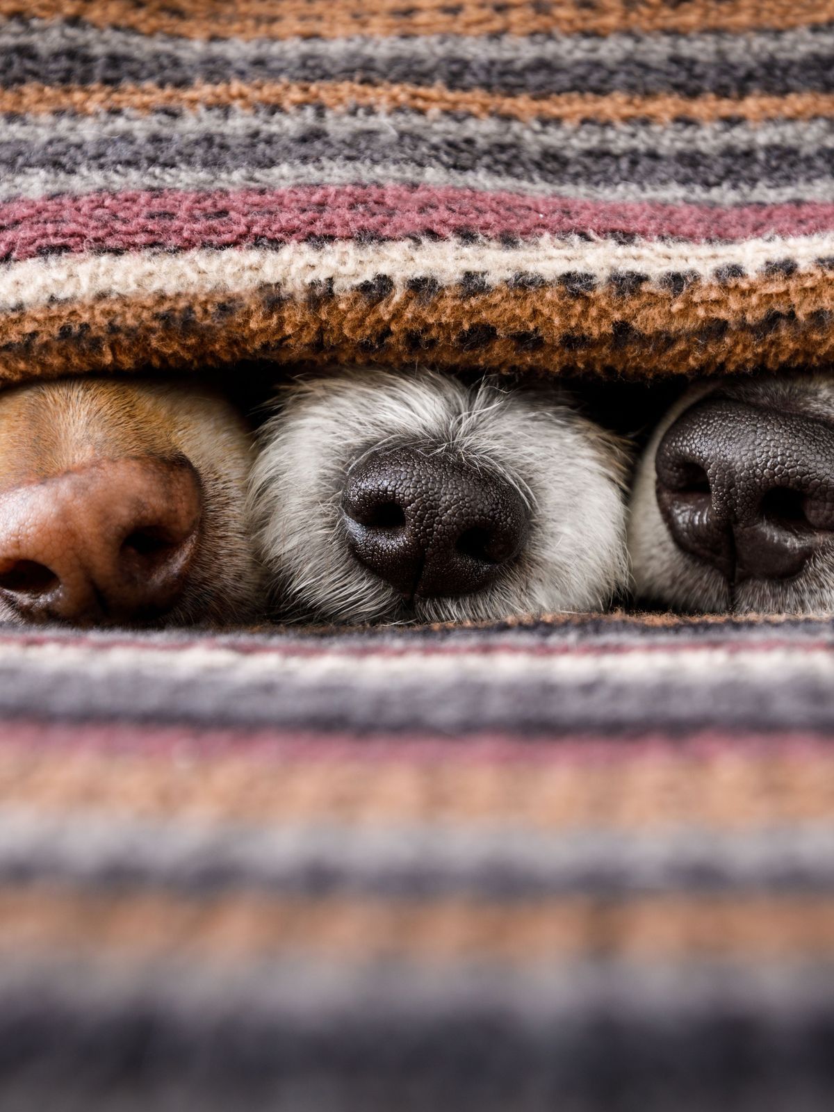 dogs under blanket together