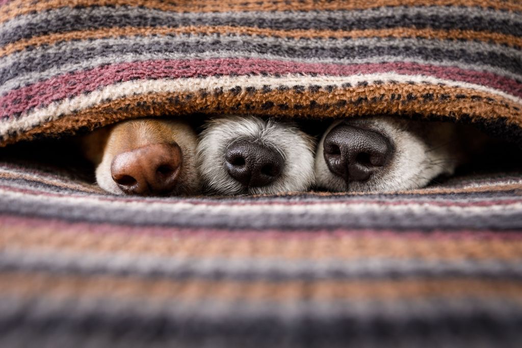 Welche Hunderasse passt am besten zu mir? Teste dich!