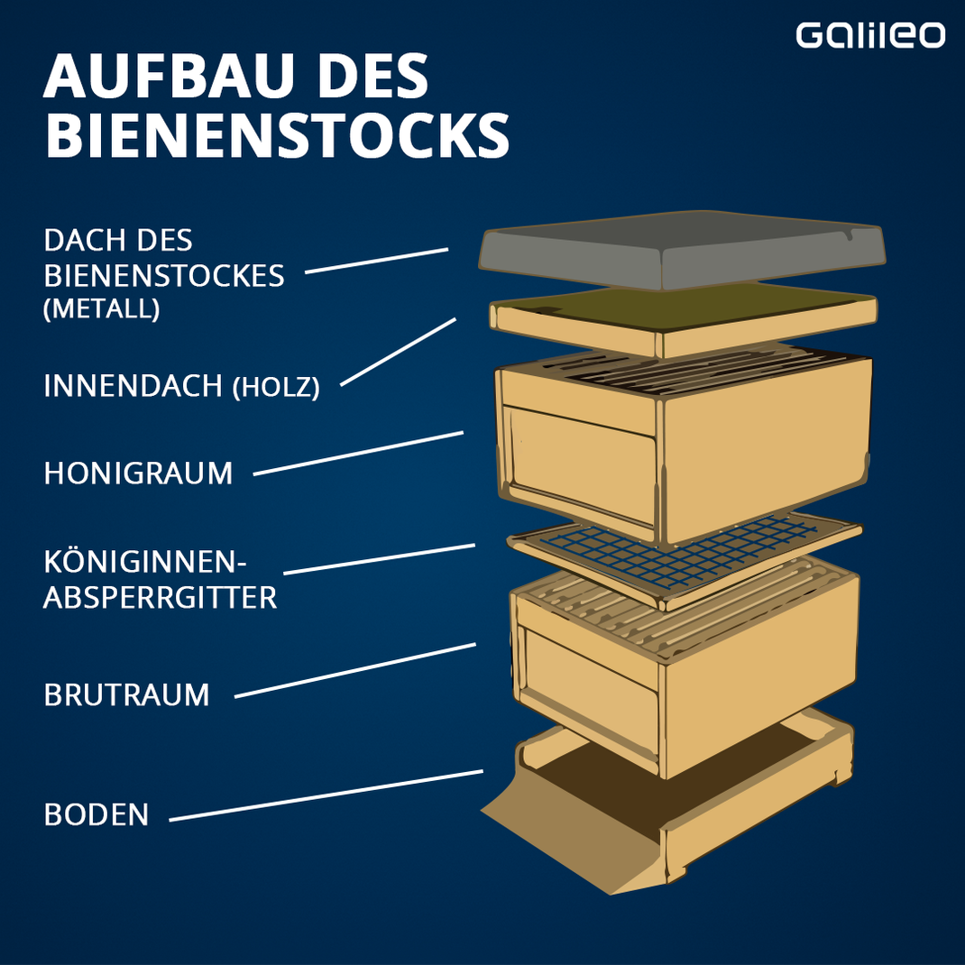 So ist ein Bienenstock aufgebaut. 