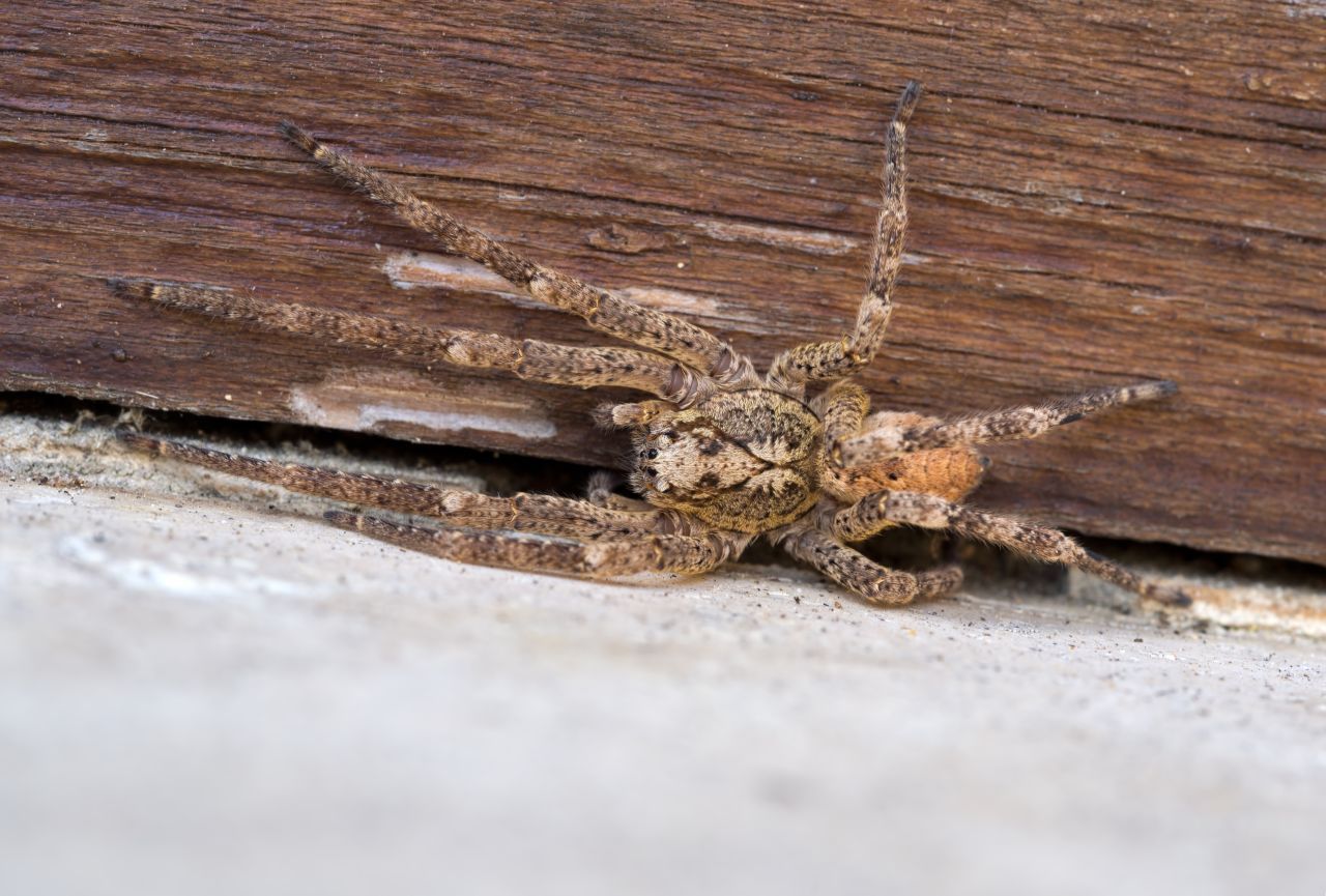 Die Nosferatu-Spinne versteckt sich gern unter oder hinter Möbeln.