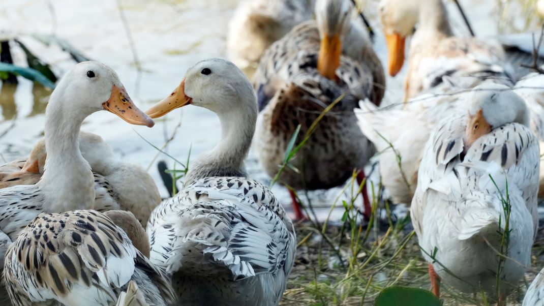 Enten in einem Dorf in Kambodscha