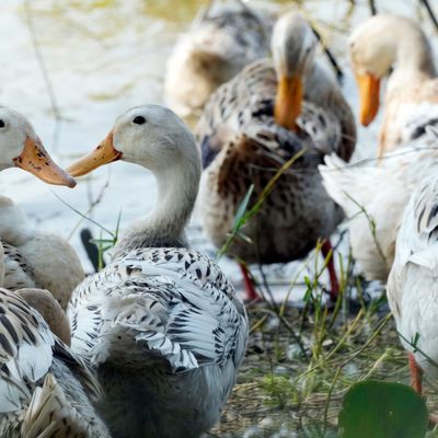 Enten in einem Dorf in Kambodscha