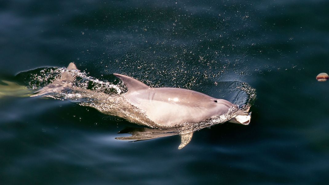 Hier schwimmen zwei der letzten zehn Vaquitas durch den Golf von Kalifornien.&nbsp;