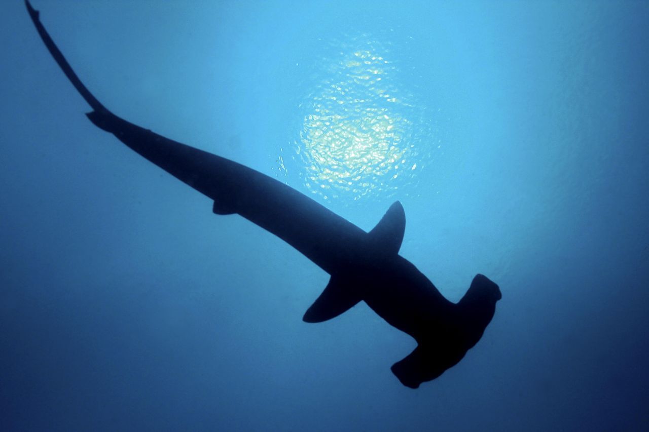 Thalassophobie-Angst-vor-tiefen-Gewässern-Hammerhai