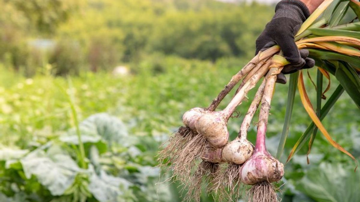 6 Tipps für nachhaltige Lebensmittel