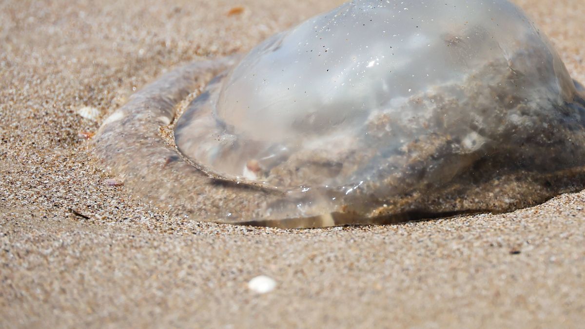 Eine Qualle am Strand