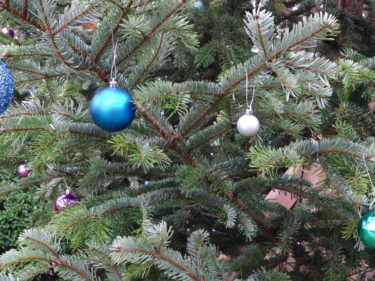 A Tännschen, please! In etwa jedem 2. Haushalt steht zu Weihnachten ein Tannenbaum. Nordmann-Tannen sind am beliebtesten.