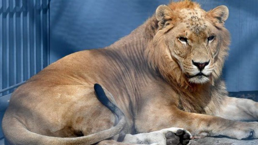 Liger-Männchen erreichen eine stattliche Größe von 3 Metern oder mehr.