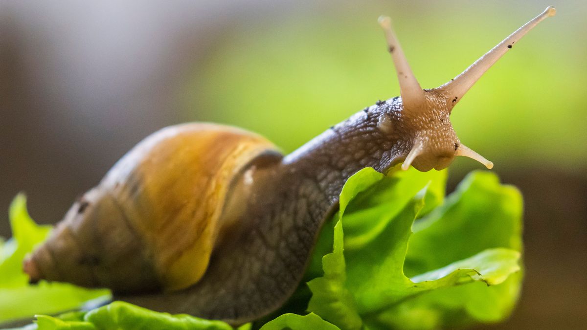 Eine Große Achatschnecke kriecht im Zuchtbereich des Aquariums Berlin auf einem Salatblatt. 