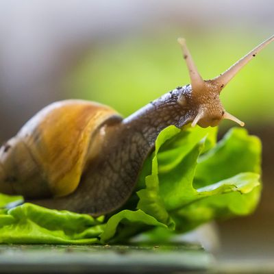 Eine Große Achatschnecke kriecht im Zuchtbereich des Aquariums Berlin auf einem Salatblatt. 