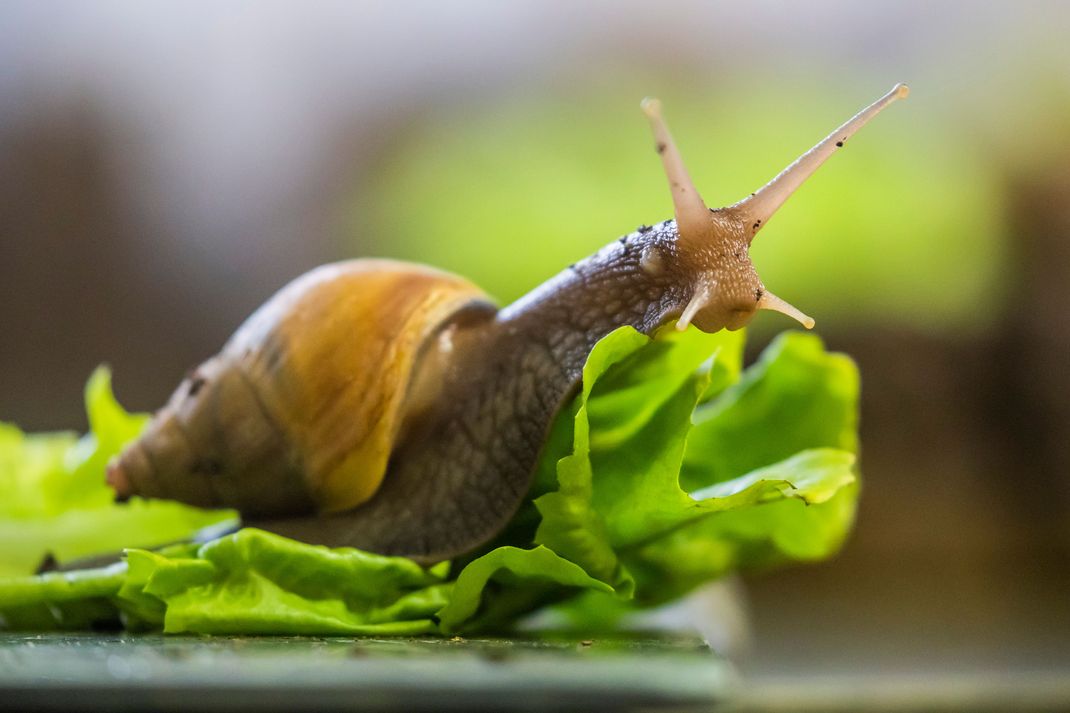 Riesenschnecken als Haustier können laut der Universität Lausanne für den Menschen gefährlich sein.