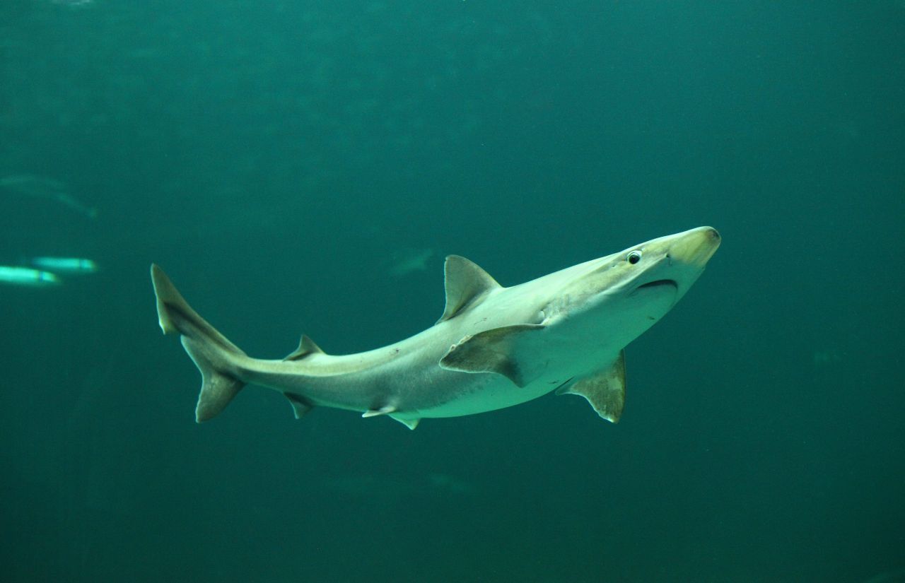 3 Hai-Arten nutzen die Flussmündung der Themse als Kinderstube. Der Hundshai wird bis zu 1,80 Meter lang und zählt zu den potenziell gefährlichen Haien. Seine Art ist vom Aussterben bedroht - deshalb sind Lebensräume wie die Themse-Mündung so wichtig für ihn.