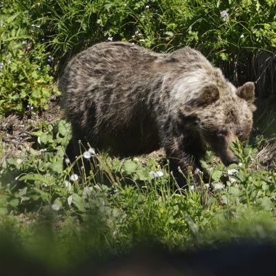 Bär-Attacke in Bayern: Raubtier tötet Schafe bei Rosenheim