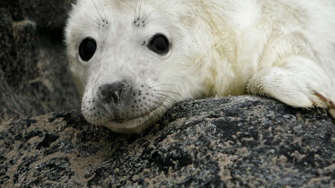 In der Winterzeit ziehen zahlreiche Kegelrobben ihre Jungtiere auf der Düne auf. Jetzt werden zahlreiche Strände gesperrt.