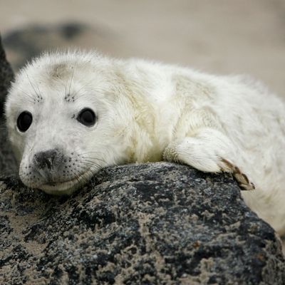 Auf Helgoland ziehen zahlreiche Robben ihre Jungtiere auf.