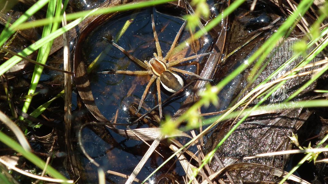 In Großbritannien nimmt die Population der beinahe ausgerotteten Gerandeten Wasserspinne (Dolomedes plantarius) wieder zu. (Symbolbild)