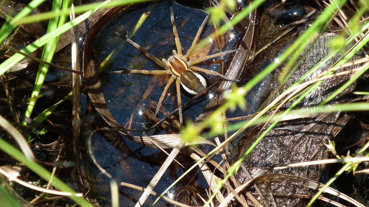 Geanderte Wasserspinne 