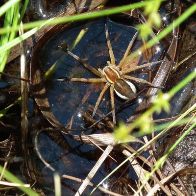 Geanderte Wasserspinne 