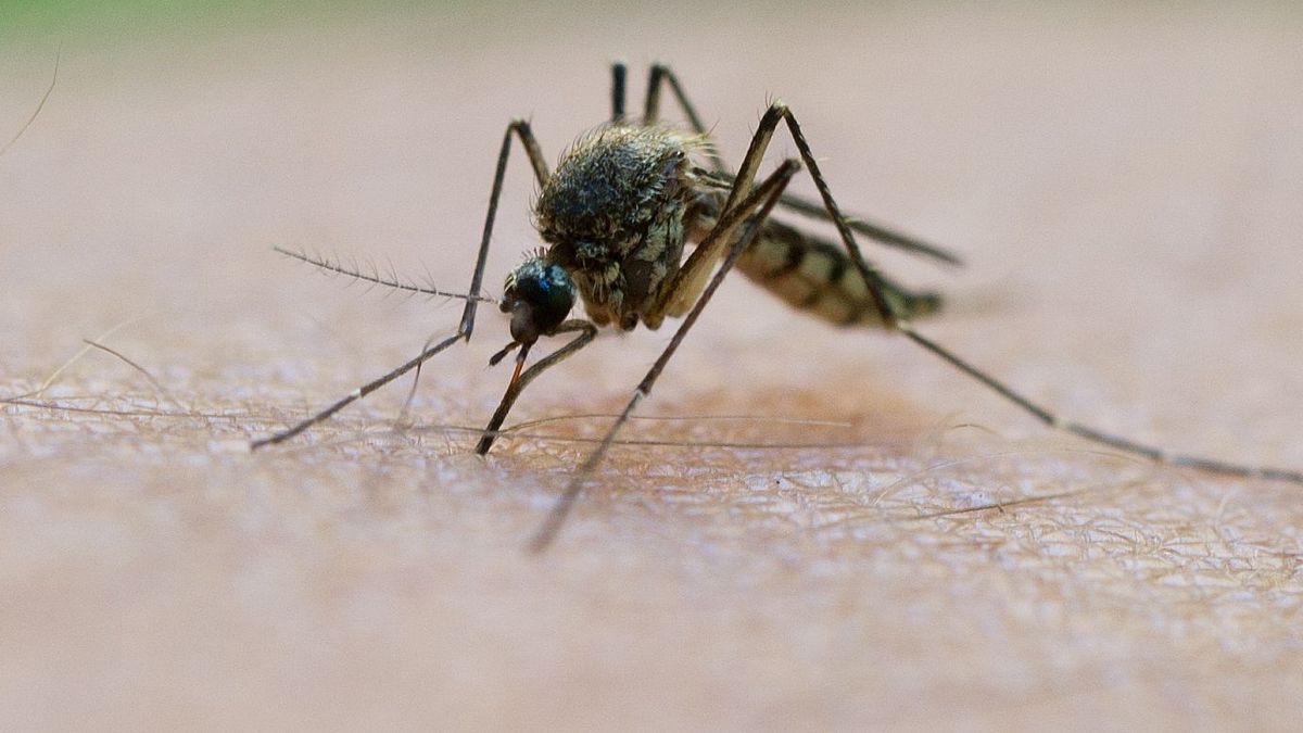 Der US-Staat ergreift Maßnahmen gegen Östliche Pferdeenzephalomyelitis. 