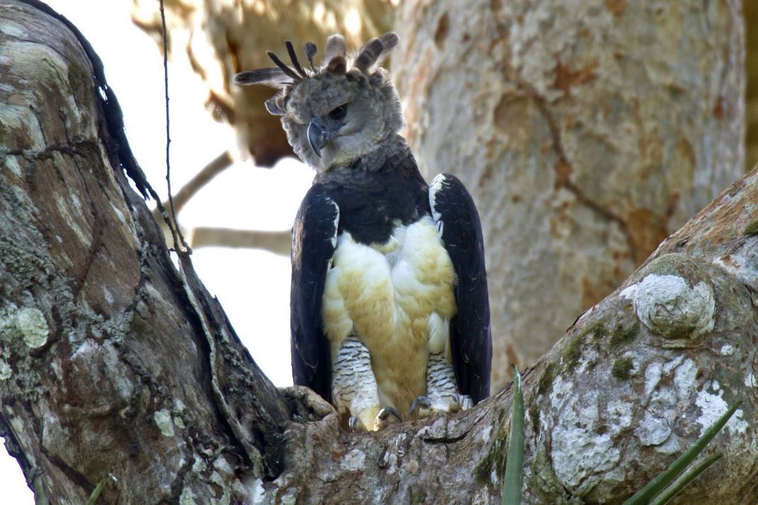 Der Federkranz am Kopf gehört zu ihren auffallendsten Merkmalen der Harpyie. Der Rücken des Greifvogels , die Flügel und die obere Brust sind grau bis schwarz. Der Rest der Brust ist weiß. Auffallend sind auch die dunkelgrauen Streifen an den Beinfedern und der Unterseite des Schwanzes. 