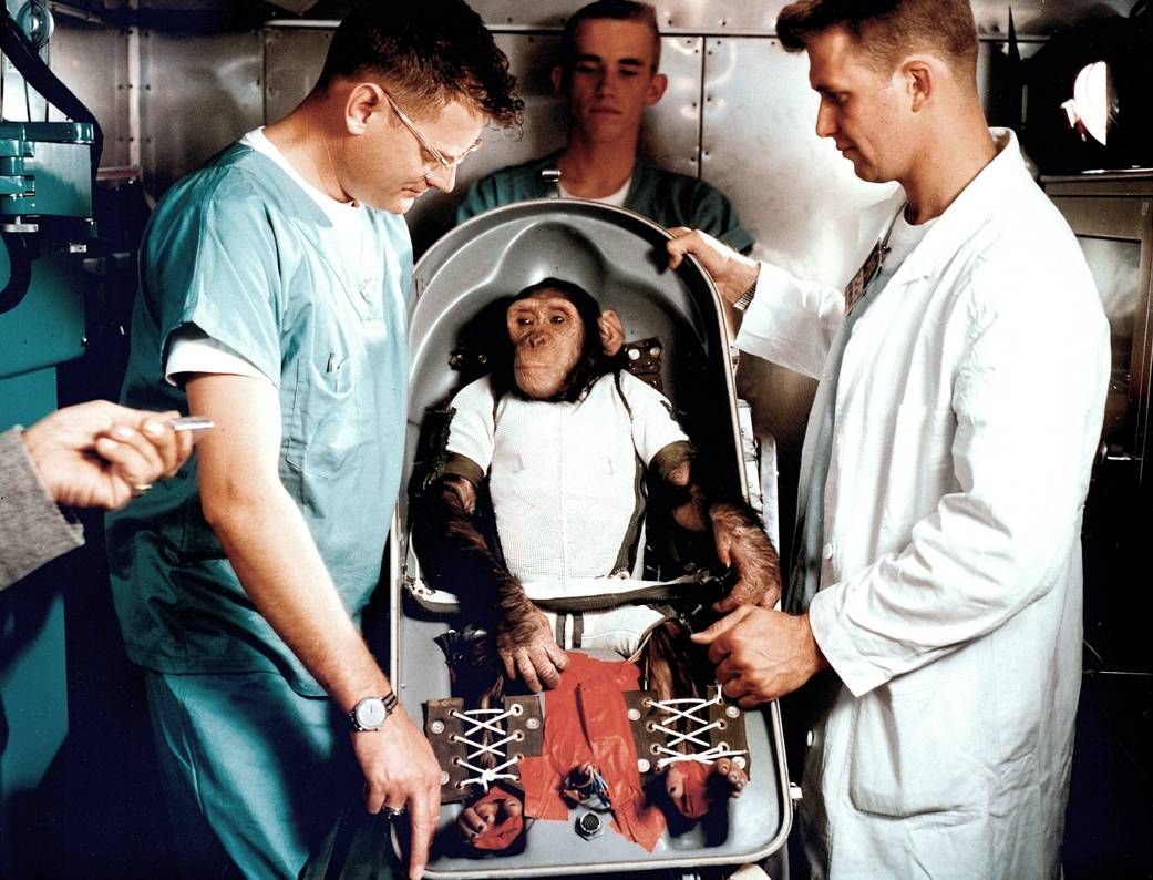 Die NASA schickte zahlreiche Affen ins All, darunter der Schimpanse Ham. Schimpansen haben im Vergleich zu Hunden einen Vorteil: Mit Hilfe von Bananen lassen sie sich trainieren, recht komplizierte Handgriffe ausführen. So konnten NASA-Wissenschaftler rausfinden, ob sich im All ein Raumschiff überhaupt per Hand steuern lässt.  