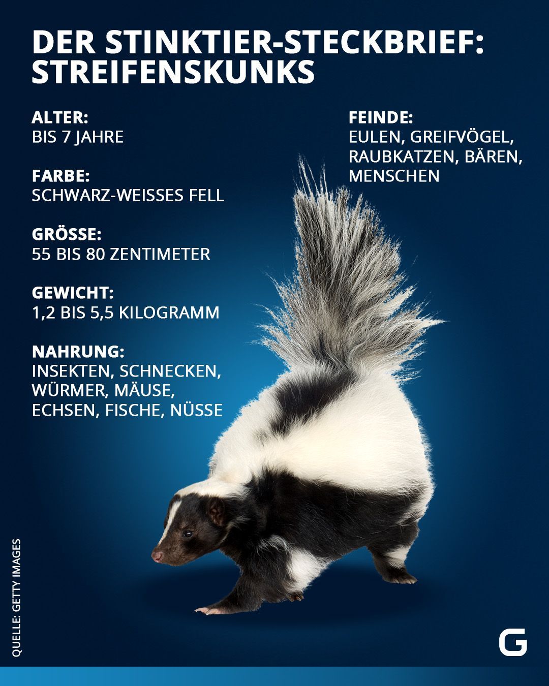 Der Steckbrief der Stinktier-Art Streifenskunk