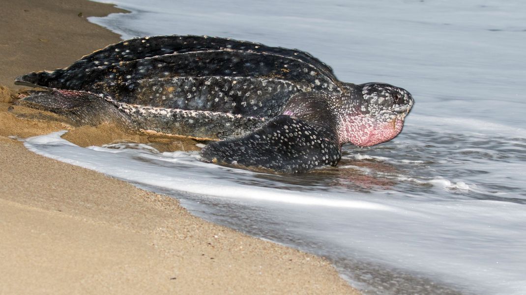 Leatherback sea turtle, Dermochelys coriacea