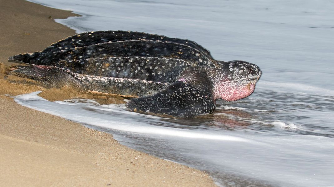 Eine Lederschildkröte konnte nur noch tot vor der italienischen Küste geborgen werden. (Symbolbild)